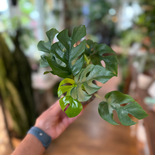 Rhaphidophora 'Tetrasperma'/ 'Mini Monstera’
