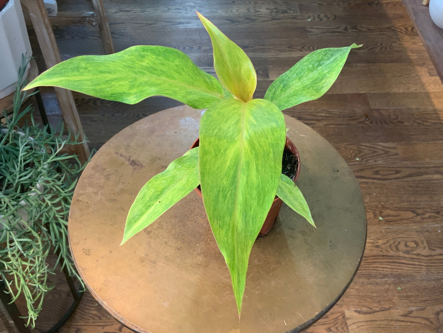Philodendron New ‘Quad Color’