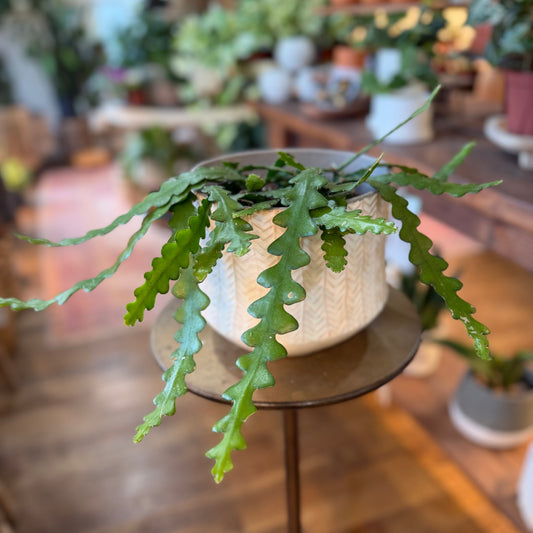 Cactus Epiphyllum Fishbone