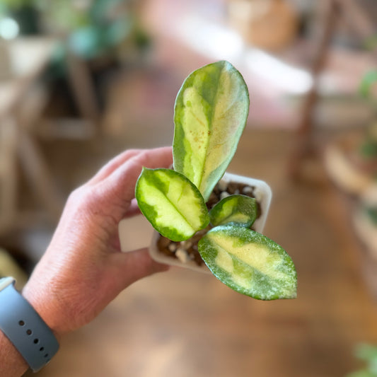 Hoya 'Argentea Princess'