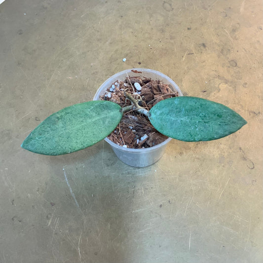Hoya Silver Lady