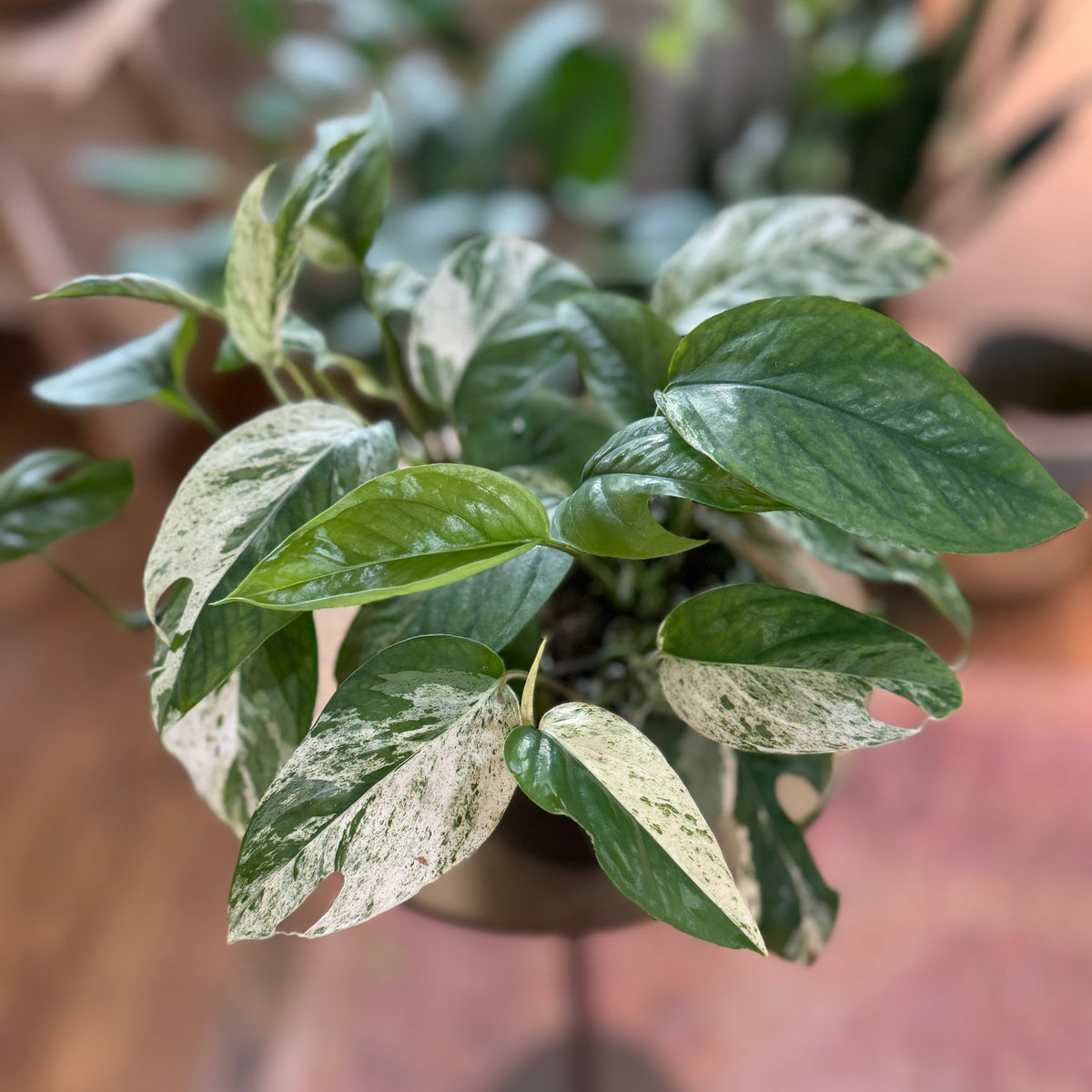 Epipremnum marble