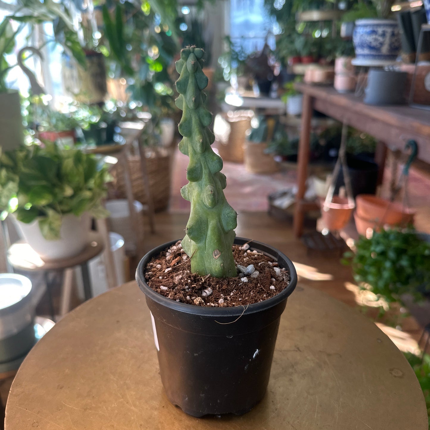 Cactus Cereus Boobie