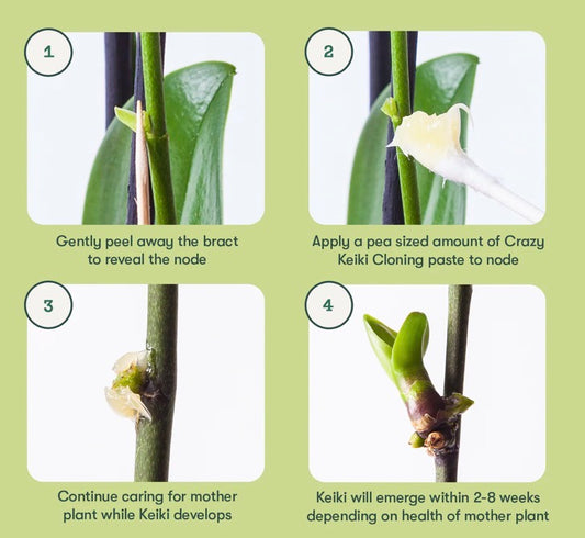 Crazy Keiki Cloning Paste ‘The Original’