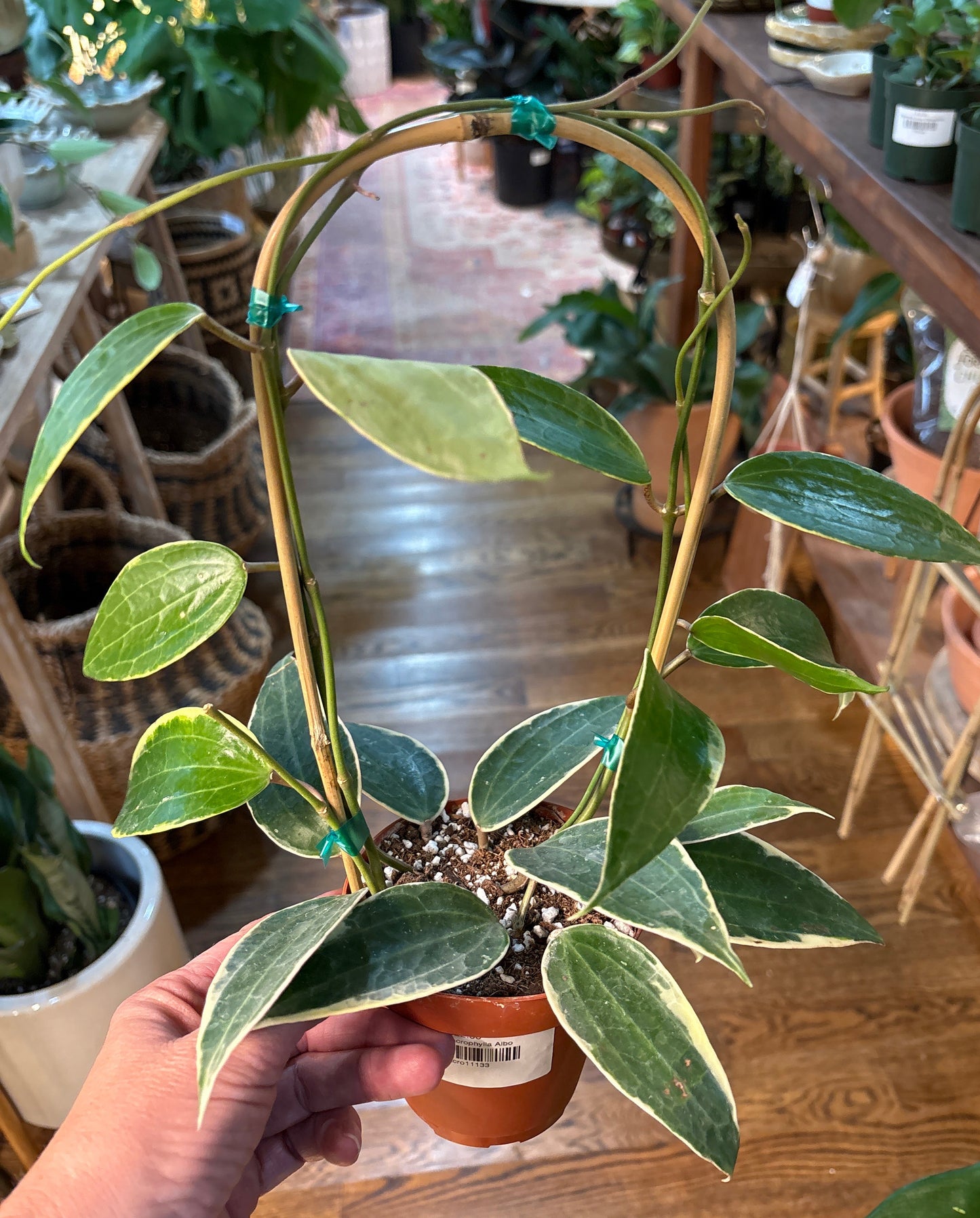 Hoya ˜Macrophylla Albo