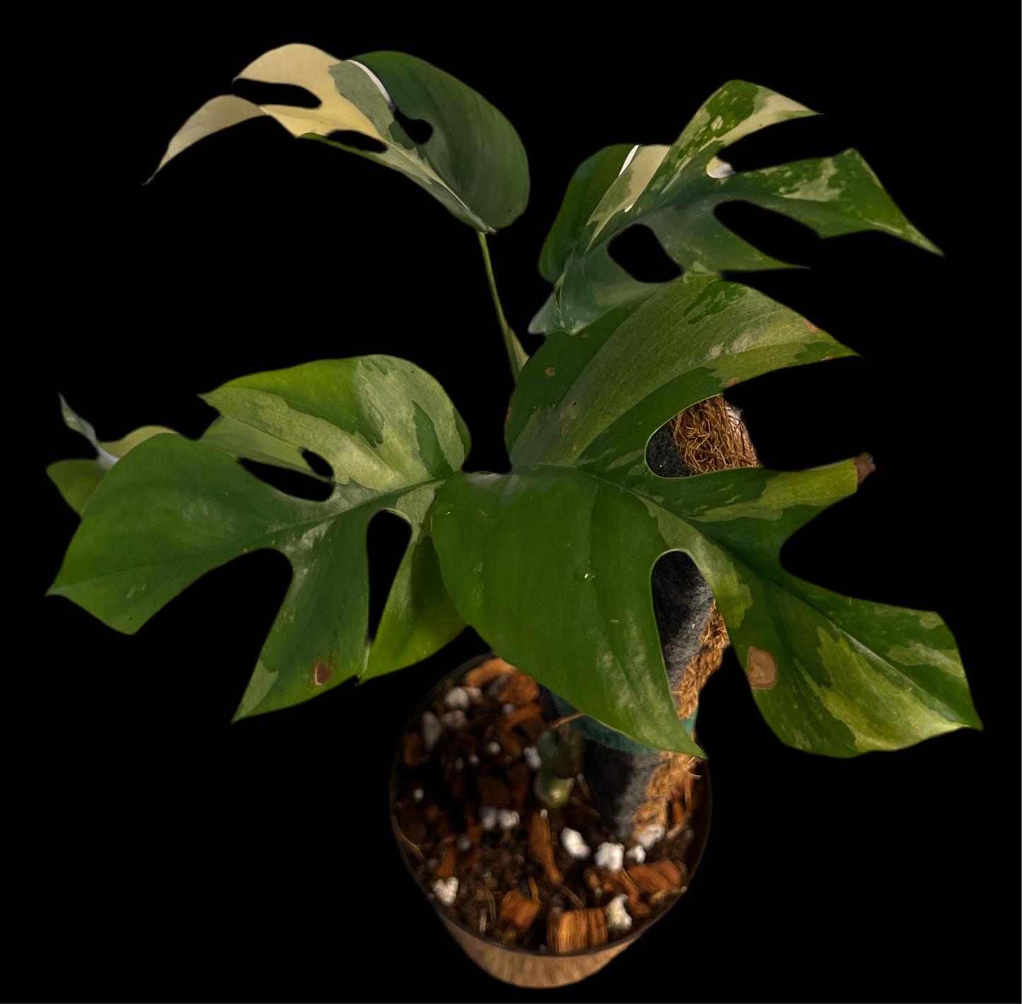 Rhaphidophora Tetrasperma var. high.