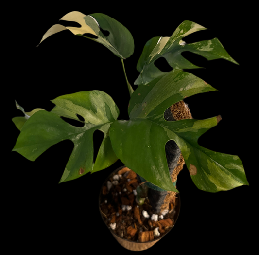 Rhaphidophora Tetrasperma var. high.