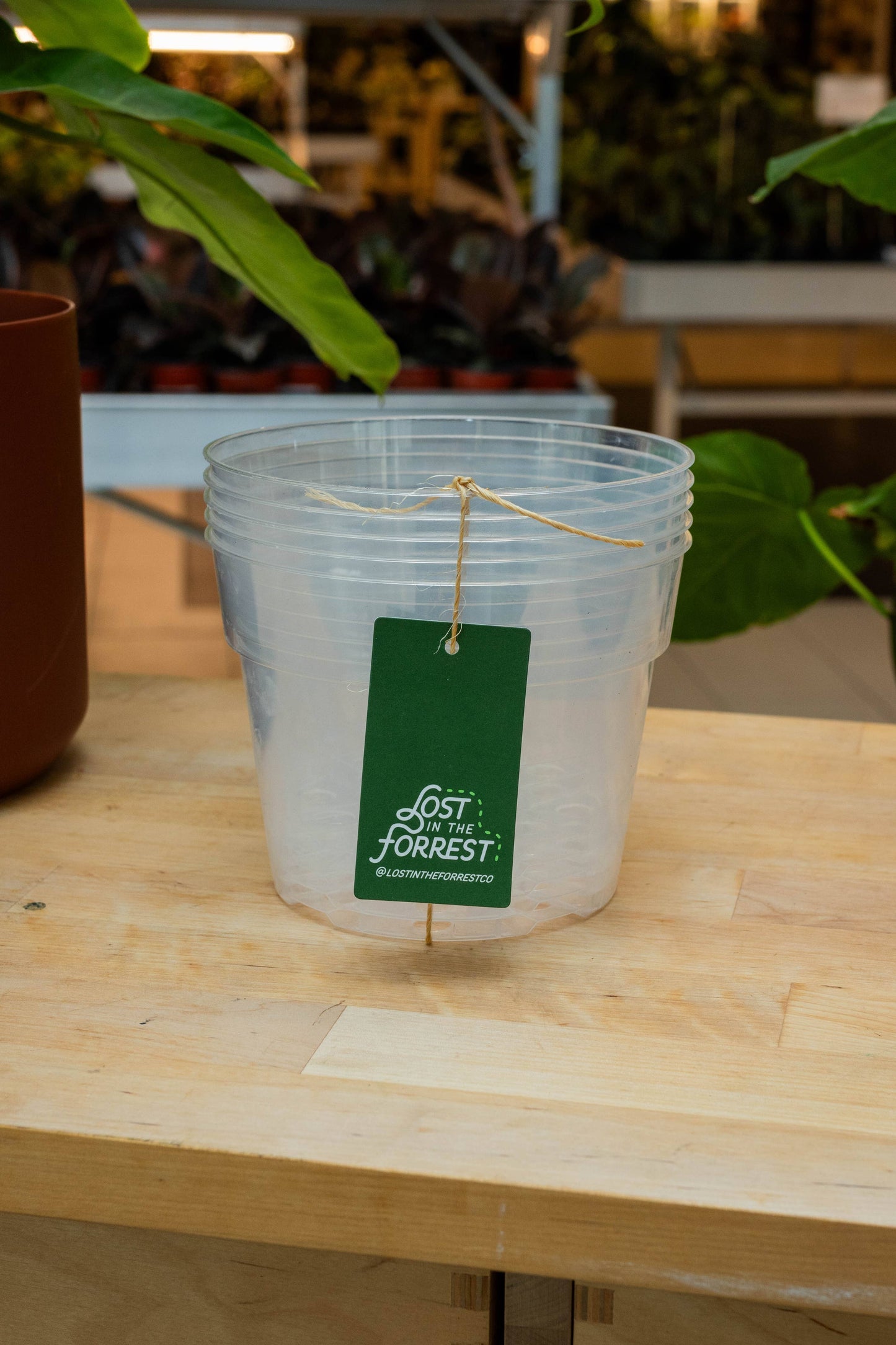 Clear Grower Pot