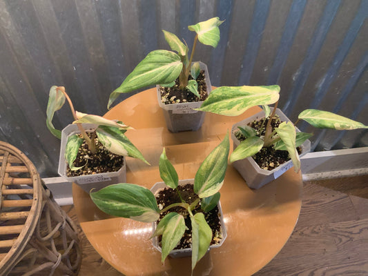 Philodendron ’Gloriosum - Variegated’