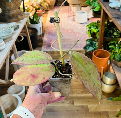 Hoya 'Fauziana sp.-Angulata'
