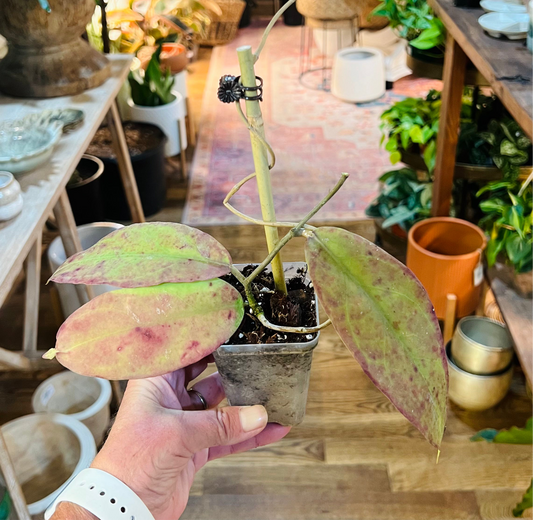 Hoya 'Fauziana sp.-Angulata'