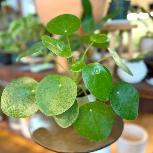 Pilea ‘Chinese Money plant’