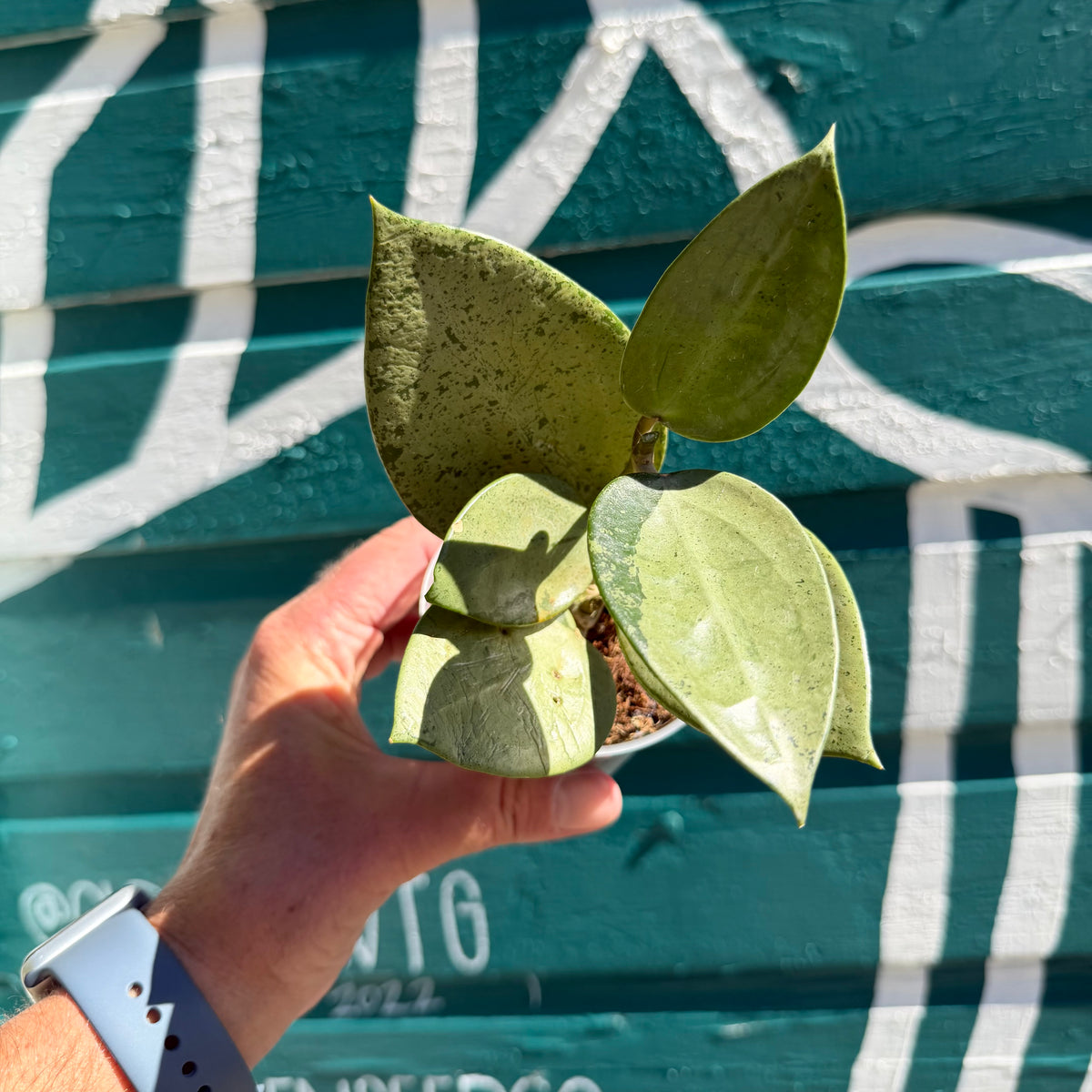 Hoya 'Verticillata Silver Heart’