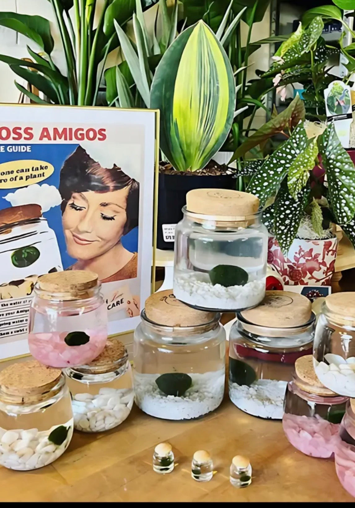 Moss Amigo ‘Grab a  Marimo Moss Ball’