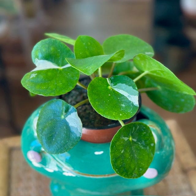 Pilea White Splash
