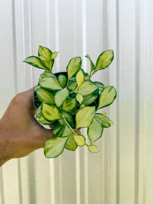 4" Hoya 'Heuschkeliana' Variegated