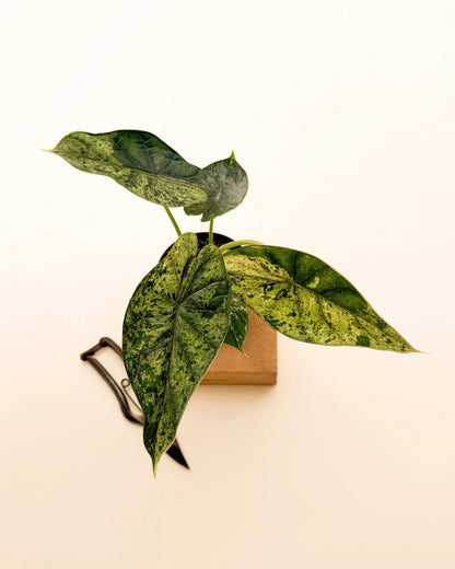 4" Variegated Alocasia 'Green Dragon Scale Mint'