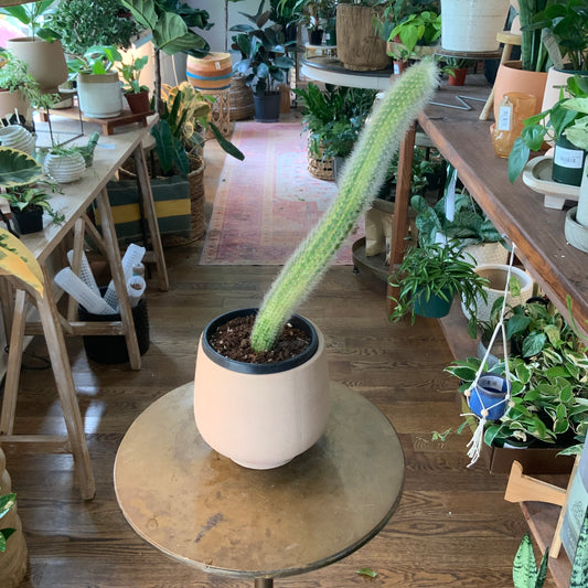 Variegated Monkey Tail Cacti