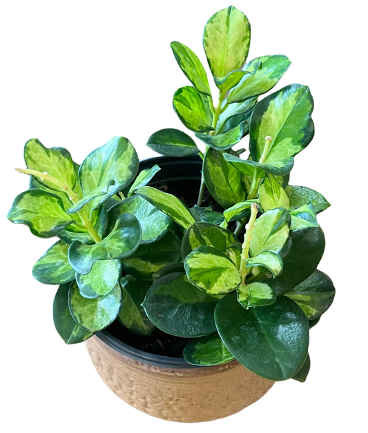 6” Hoya Australis Lisa - Hidden Seed Plant Shop