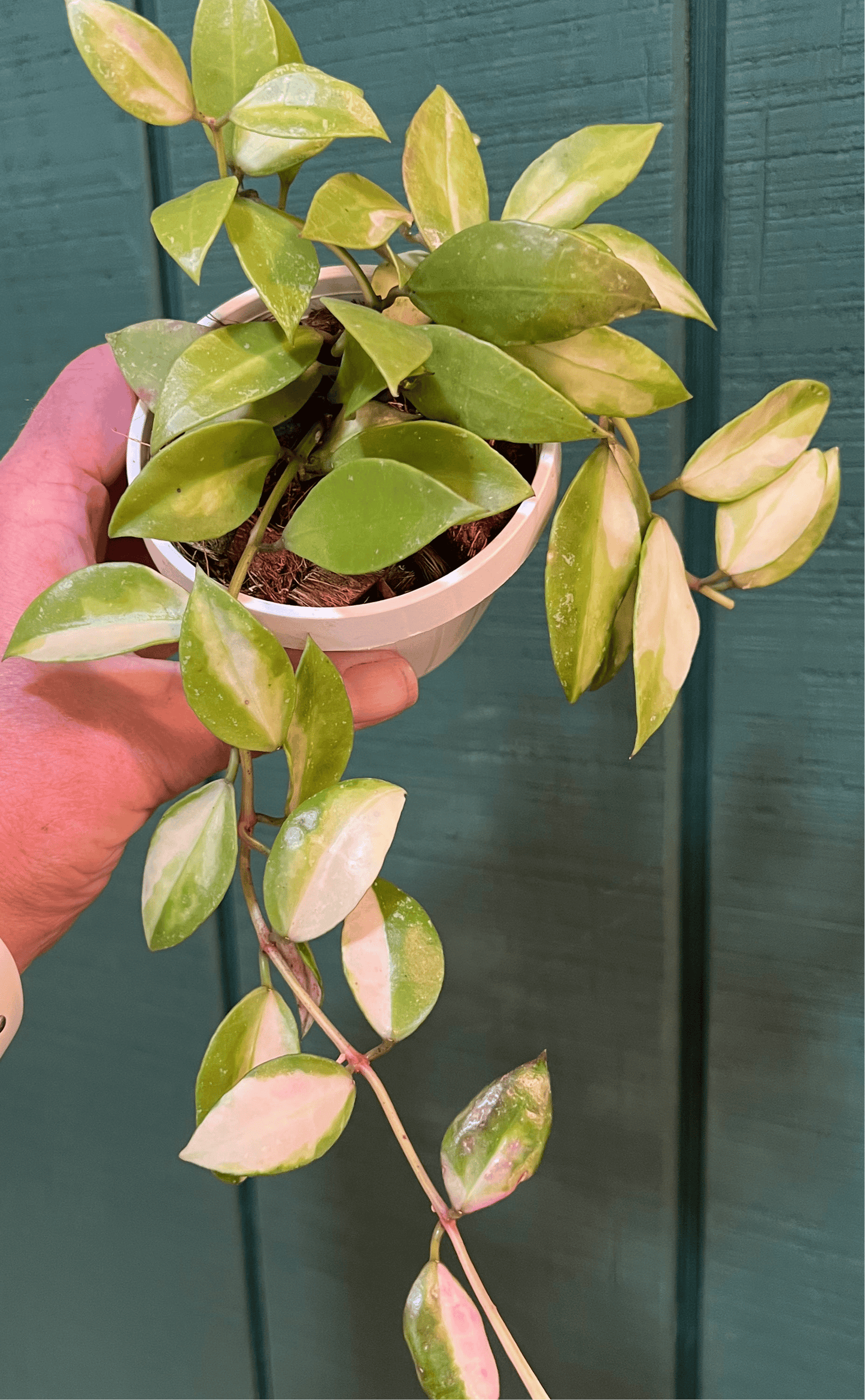 Hoya Walliniana Variegated  (growers choice)