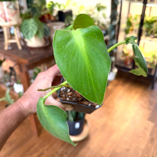 Philodendron Rogusum