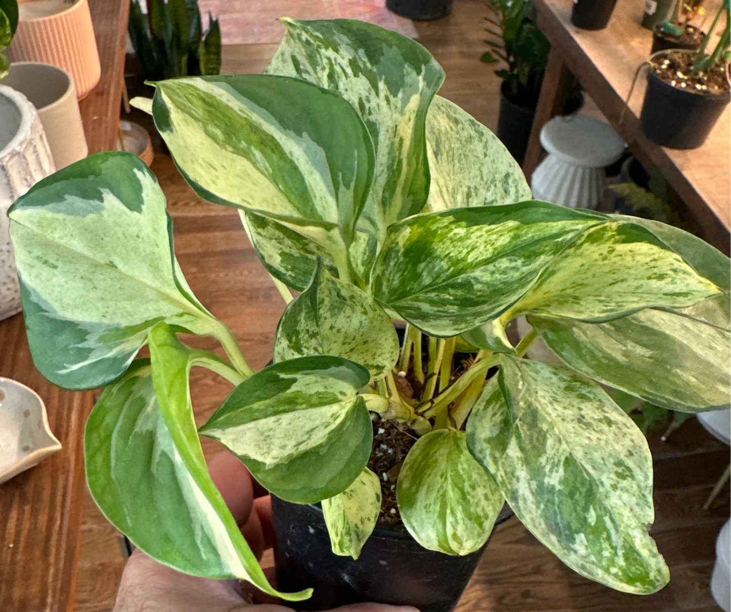Epipremnum aureum 'Pothos Manjula' (Large Leaf Form)