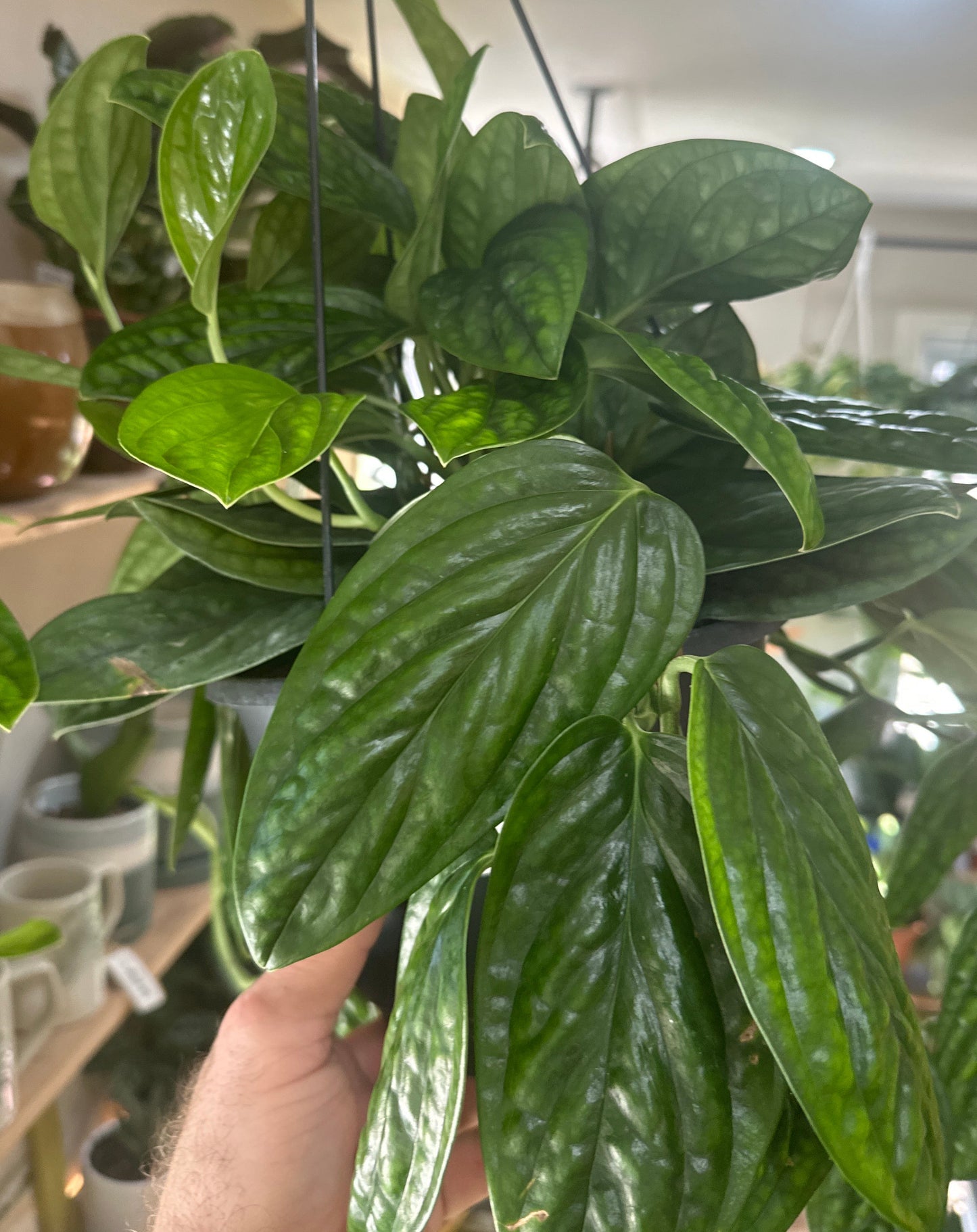 Monstera ‘Peru’ HB