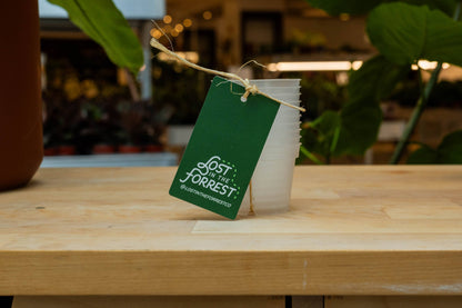 Clear Grower Pot