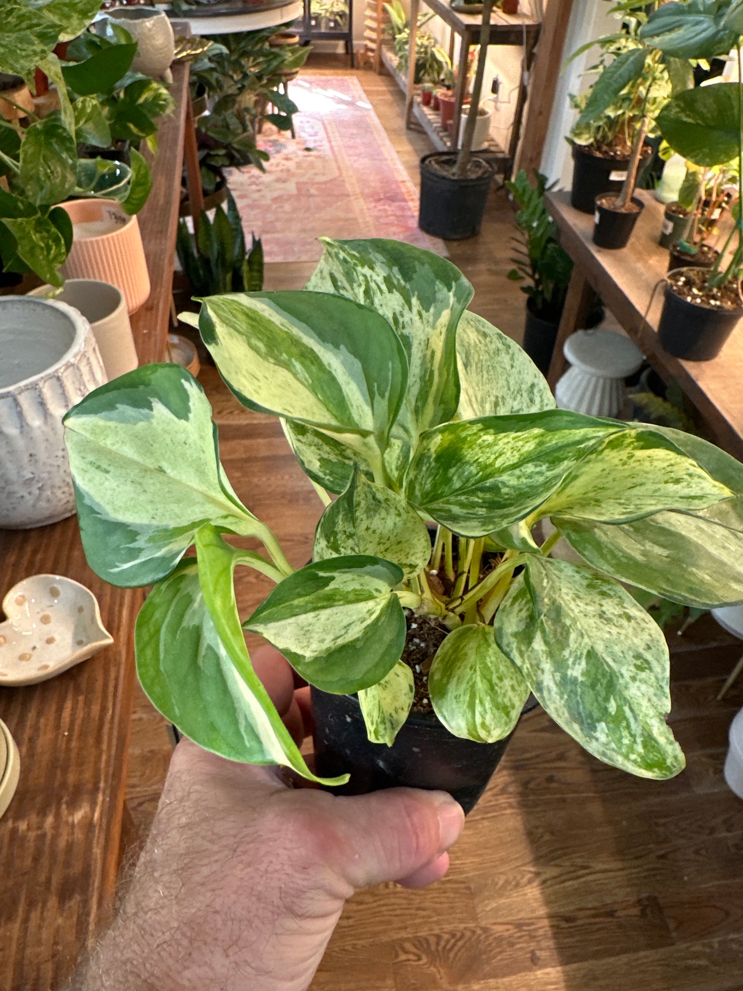 Epipremnum aureum 'Pothos Manjula' (Large Leaf Form)