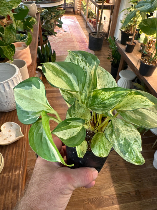 Epipremnum aureum 'Pothos Manjula' (Large Leaf Form)