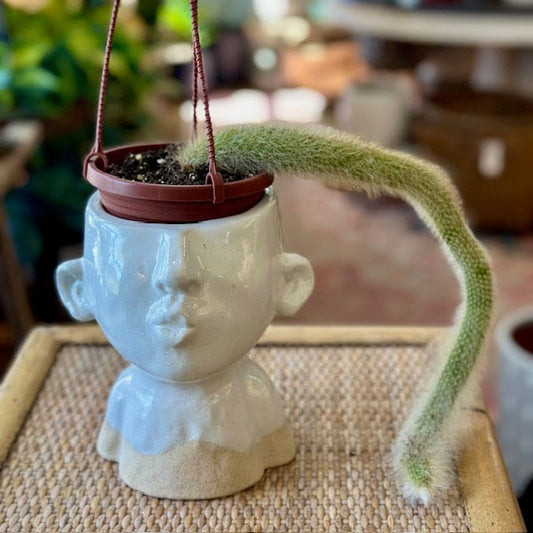 Monkey Tail Hanging Basket