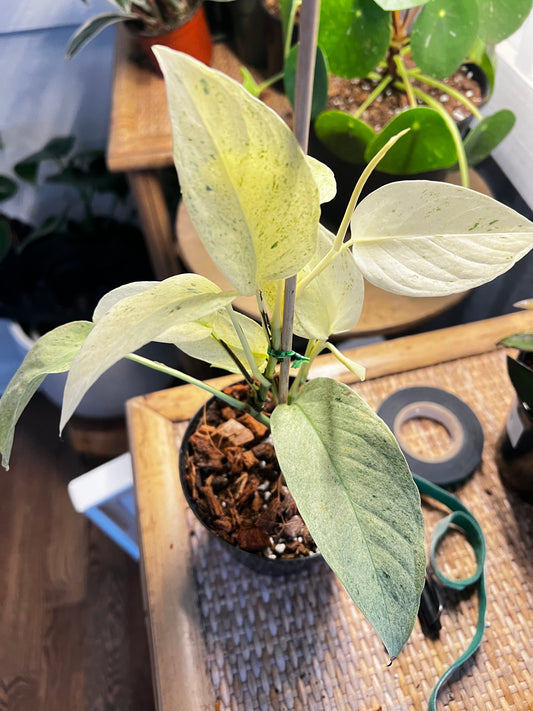 Monstera ‘Laniata variegated’