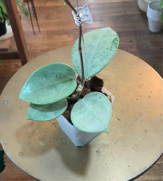 Hoya Verticillata Silver Heart