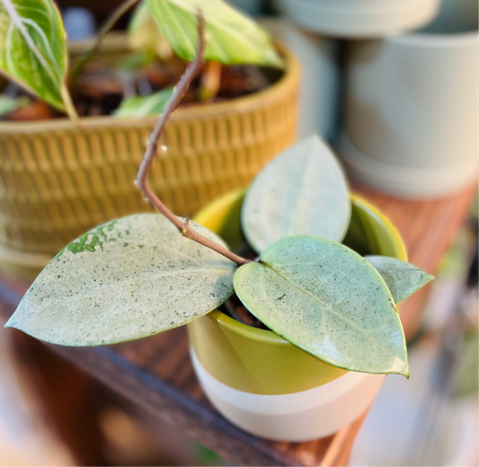 Hoya Verticillata Silver Heart