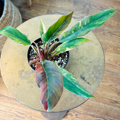 4" Variegated Philodendron Caramel Marble 'Heatwave'