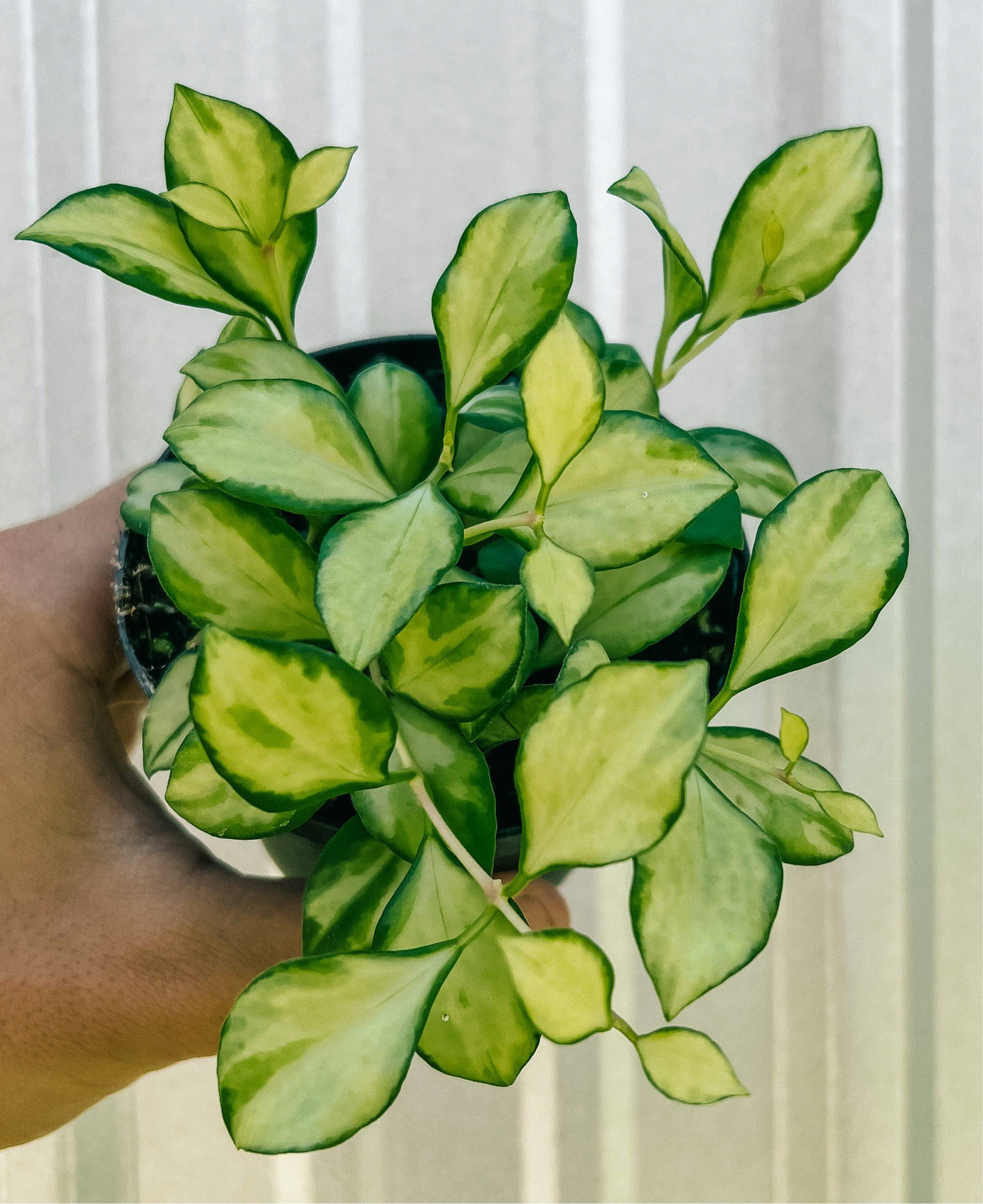 4" Hoya 'Heuschkeliana' Variegated