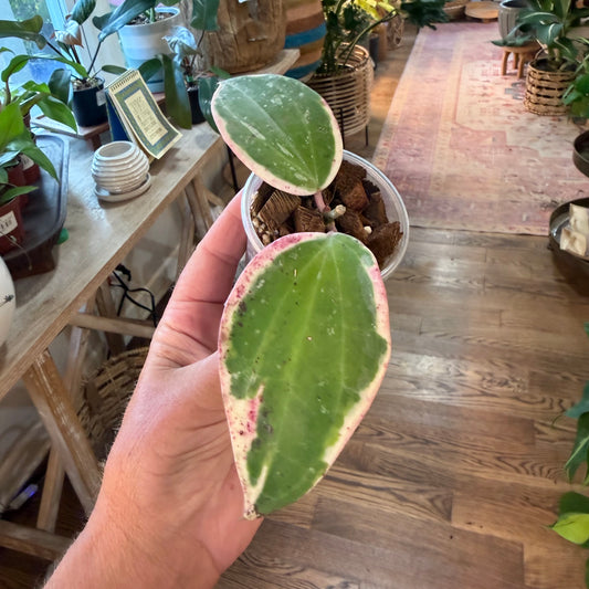 Hoya Latifolia outer round leaf