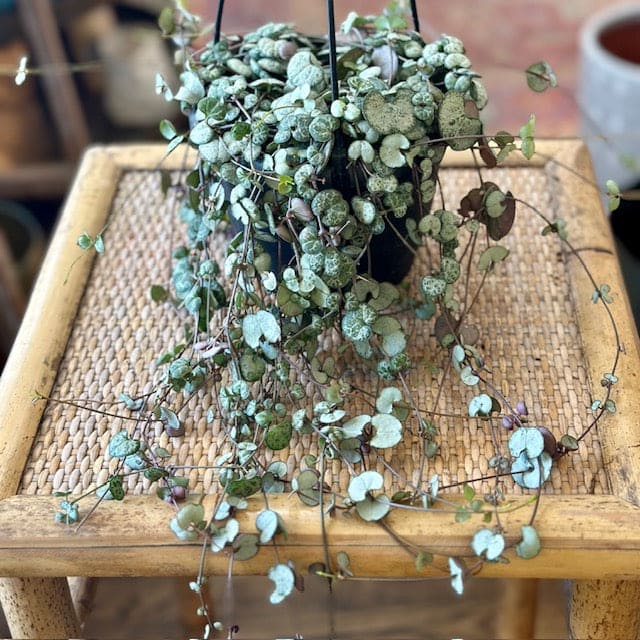 String of Hearts (Ceropgeia Woodii)