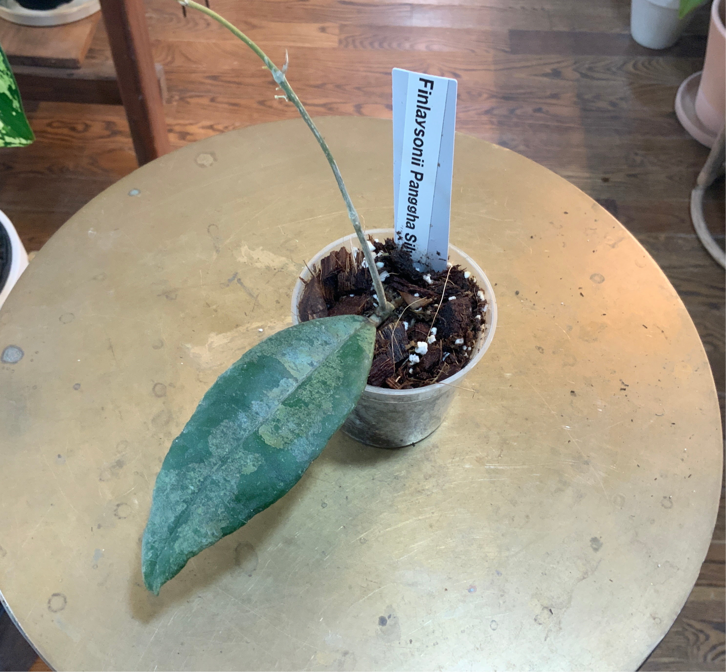 Hoya Finlaysonii Panggha silver