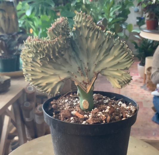 Cactus: Mermaids Tail ‘Euphorbia Lactea’ (Green or White)