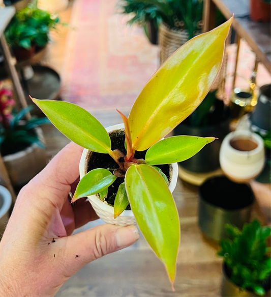 Philodendron Prince of Orange