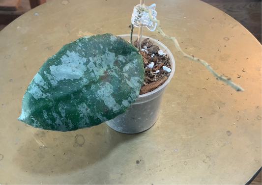 Cauldata silver splash