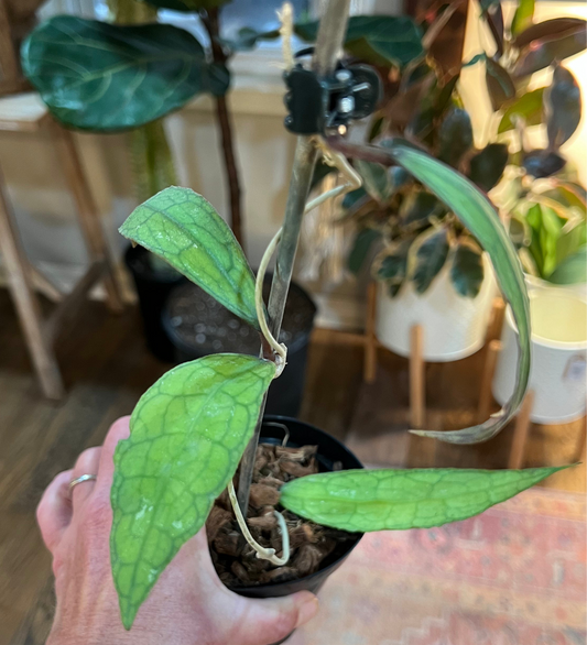 Hoya 'Clemensiorum'