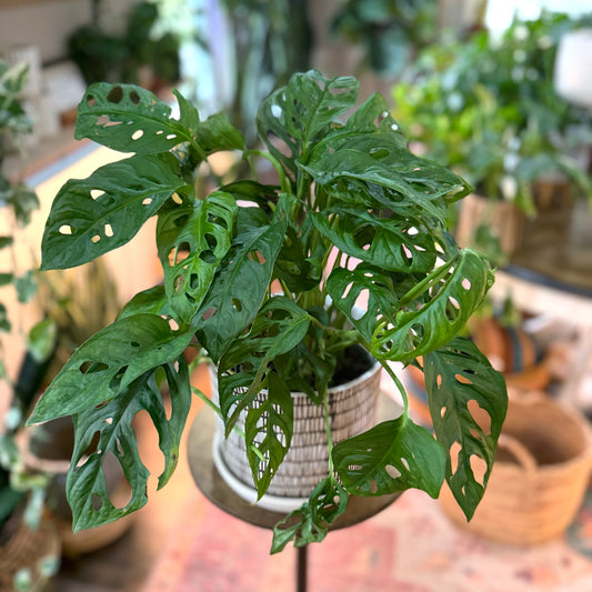 Monstera adansonii