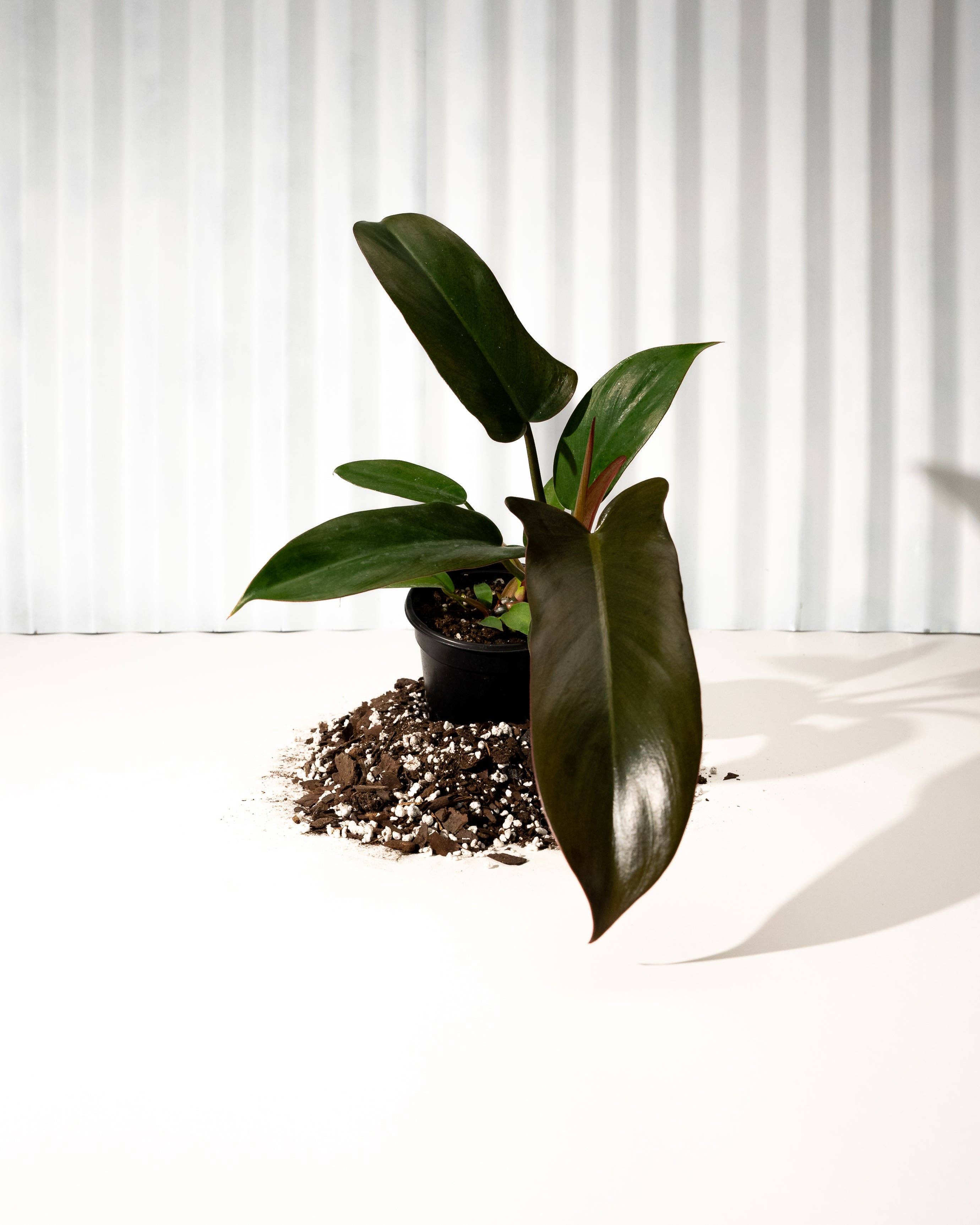 RARE + UNIQUE – Hidden Seed Plant Shop