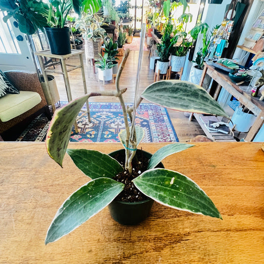 Hoya ‘Macrophylla Variegata’