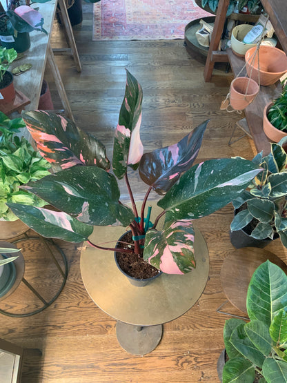 Philodendron 'Pink Marble King’