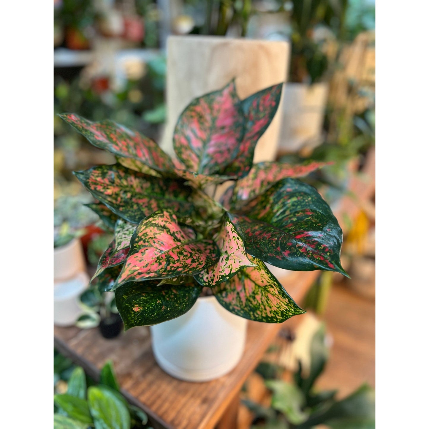 Aglaonema valentine-available at Hidden Seed Plant Shop