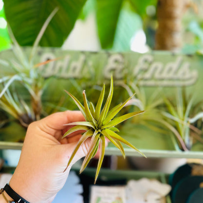 Airplants-available at Hidden Seed Plant Shop