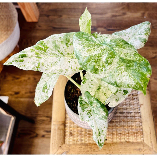 Alocasia ‘Odora Batik - Marble’-available at Hidden Seed Plant Shop